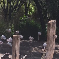Photo taken at Animal Kingdom Lodge Flamingo Pool by Rose a. on 6/10/2017