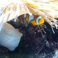 Niagara sales aquarium store