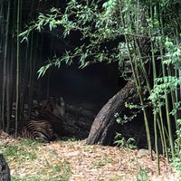 Photo taken at Sumatran Tiger Exhibit by Amanda T. on 4/14/2019