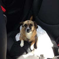 vca anderson animal hospital