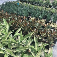 Das Foto wurde bei Vivero Growers Nursery von K C. am 7/22/2018 aufgenommen