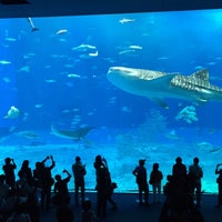 Photo taken at Okinawa Churaumi Aquarium by Ayami on 12/8/2014