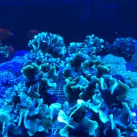 coral fish store near me