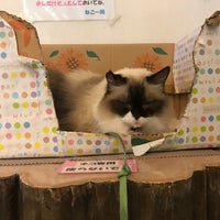 Photo taken at Cat Museum by あべかわもち on 8/23/2022