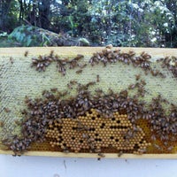 Das Foto wurde bei Kiwimana Beekeeping and Gardening Shop von Gary F. am 3/12/2013 aufgenommen