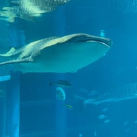 Photo taken at Osaka Aquarium Kaiyukan by ロージナ on 4/7/2024