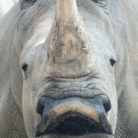 Photo taken at White Rhinoceros Exhibit @ Houston Zoo by Rose V. on 12/30/2012