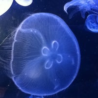 Photo taken at Kipp Memorial Aquarium by Rose V. on 12/30/2012