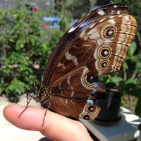 Photo taken at The Butterfly Farm by Rick H. on 1/2/2013