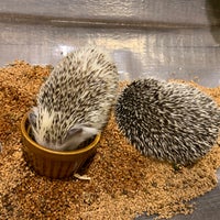 Photo taken at Hedgehog Cafe HARRY by d_sardine on 12/17/2019