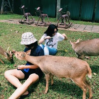 Sissy Island Petting Zoo