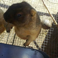 Foto diambil di Murkšķu audzētava &amp;quot;Jaunstuči&amp;quot; | Marmot farm &amp;quot;Jaunstuči&amp;quot; oleh Au T. pada 5/1/2013