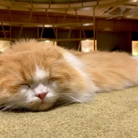 Photo taken at Cat Cafe MOCHA by ふる on 4/25/2021