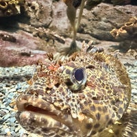 Das Foto wurde bei OdySea Aquarium von Emma G. am 4/24/2023 aufgenommen