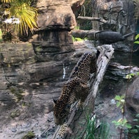 Photo taken at Jaguar Exhibit by Casey B. on 5/6/2019