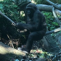 Photo taken at Western Lowland Gorilla by Casey B. on 7/22/2019