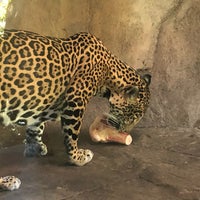 Photo taken at Jaguar Exhibit by Casey B. on 7/22/2019