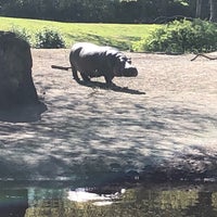 Photo taken at Hippo Pool by Casey B. on 4/29/2019