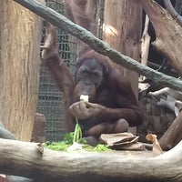 Photo taken at Orangutan Exhibit by Casey B. on 6/7/2018
