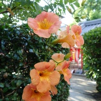 愛染かつら 大阪市天王寺区 大阪府