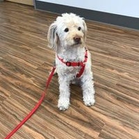 animal medical center of surprise surprise az