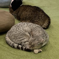 猫カフェなる 53 Clientes