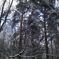 Алешкинский лес лыжная трасса