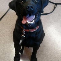 Superior labradors sales