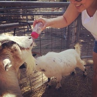 Sissy Island Petting Zoo