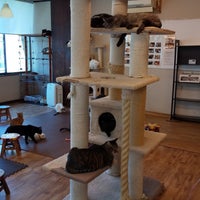 かつ ねこ