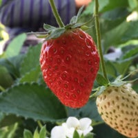 相葉いちご園 1 Tip