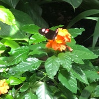 Photo taken at Butterfly Kaleidoscope Exhibit by TIna-Marie on 6/20/2018