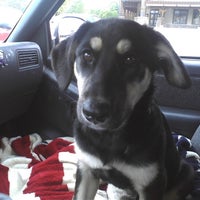 vca northeast cat and dog