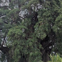 Review Árbol del Tule