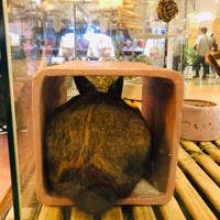 P2 なんばパークス店 難波のペットショップ