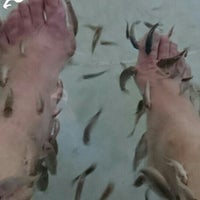 ドクターフィッシュの足湯 Spa In 箱根
