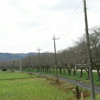 都幾川桜堤 大蔵 0 Tips 都幾川桜堤 大蔵 0 Tips