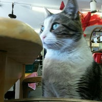 Spca Vancouver East Thrift Store Kensington Cedar Cottage Vancouver