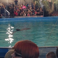 Дельфинарий в волгограде расписание. Дельфинарий здание. Шоу дельфинов в екатеринбурге. Дельфинарий волгоград 2022. Дельфинарий коктебель.