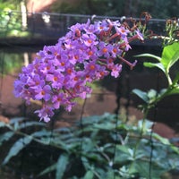 Photo taken at fishpond garden, St. George&amp;#39;s Hospital by Martyn H. on 9/25/2018