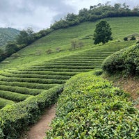 Photo taken at Boseong Dawon Green Tea Field by jeej on 9/3/2022