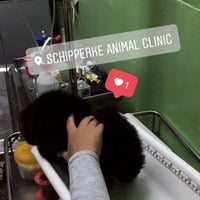schipperke veterinary clinic