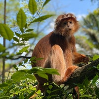Photo taken at Primate Kingdom by Hao C. on 2/27/2020