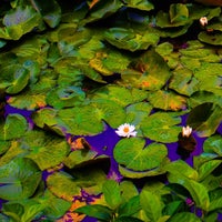 花野辺の里 2 Tips