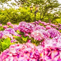 花野辺の里 2 Tips