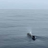7/25/2023 tarihinde Ann P.ziyaretçi tarafından Davey&amp;#39;s Locker Sport Fishing &amp;amp; Whale Watching'de çekilen fotoğraf