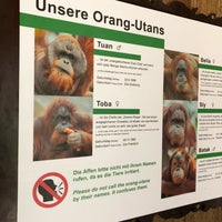 Orang Utan Haus Stellingen 213 Visitors
