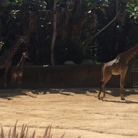 Photo taken at Giraffes by Dennis C. on 3/26/2017