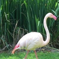 Photo taken at Flamingo Exhibit by Dennis C. on 3/26/2017