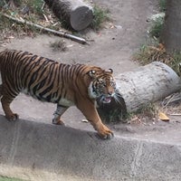 Photo taken at Tigers by Dennis C. on 10/12/2016